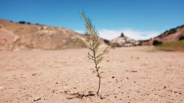 Effetti della desertificazione (2019 Getty Images)